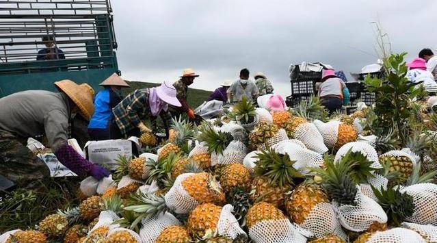 傳送帶廠家：國臺辦回應(yīng)暫停進(jìn)口臺灣菠蘿是怎么回事